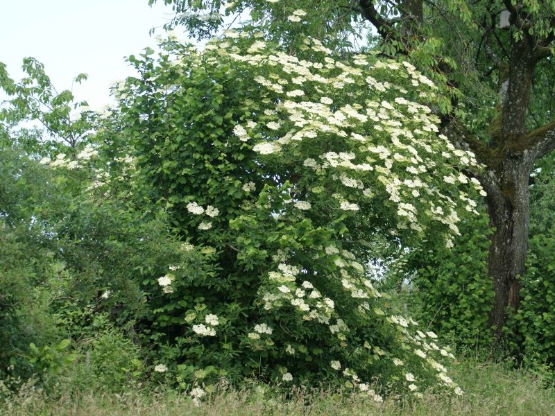 Hecke_Frühling (9).JPG